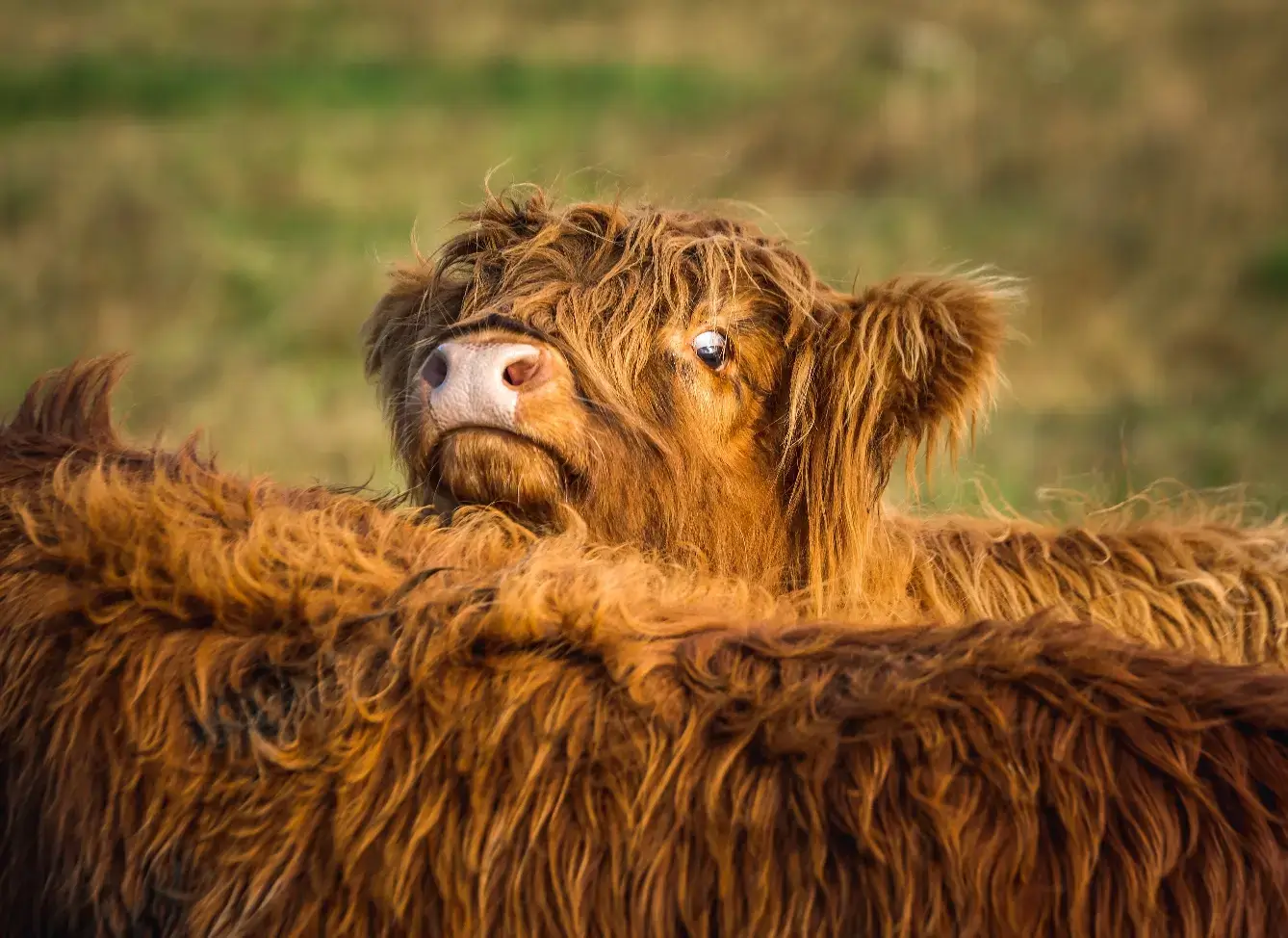 Highland beef, straight from our own farm